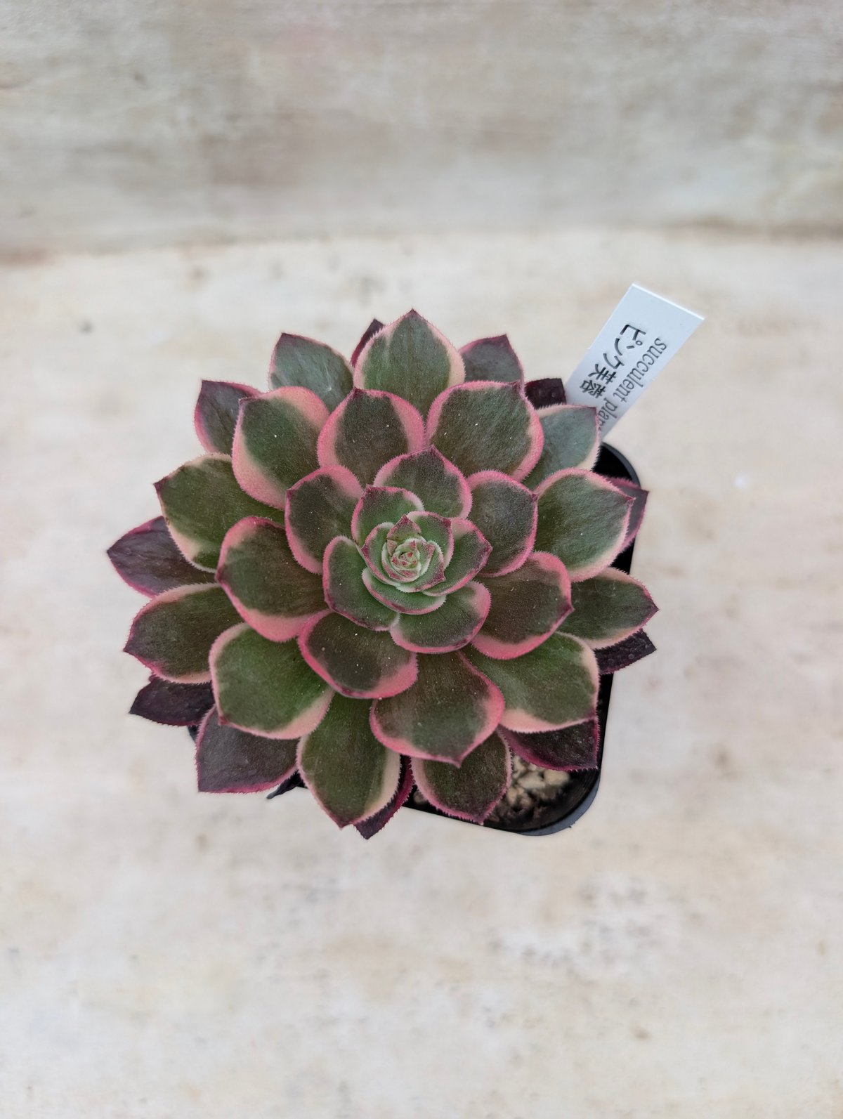 ピンク芙蓉 アエオニウム 土付き 宅急便発送 | 多肉植物カット苗の通販
