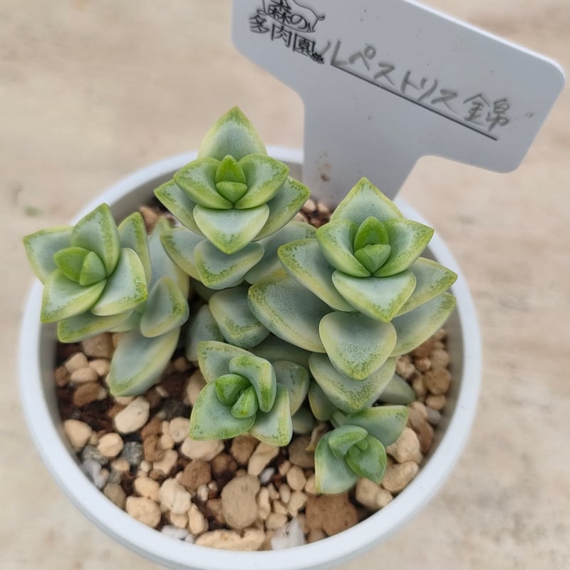 ルペストリス錦 クラッスラ 抜き苗 | 多肉植物カット苗の通販