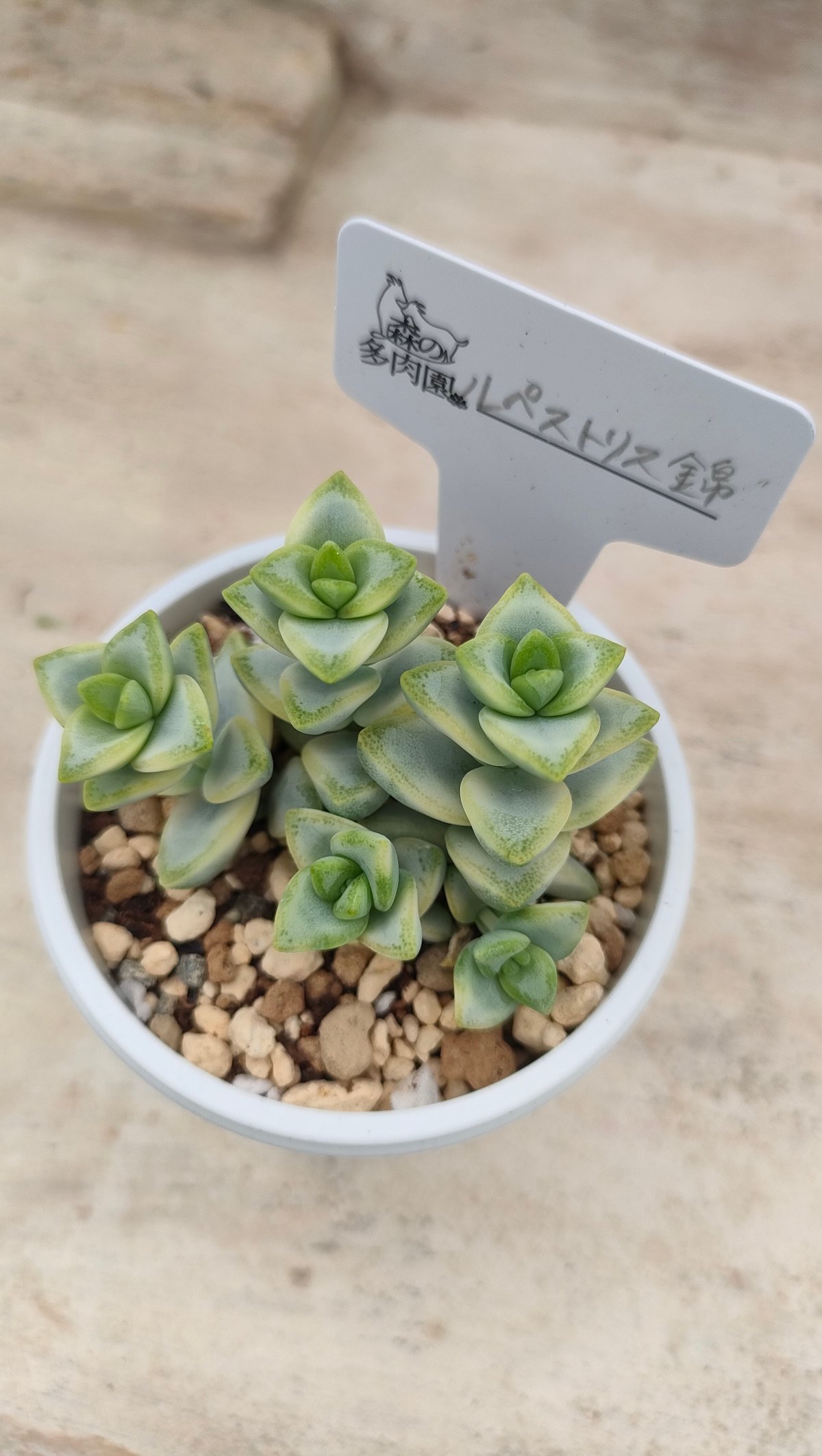 ルペストリス錦 クラッスラ 抜き苗 | 多肉植物カット苗の通販