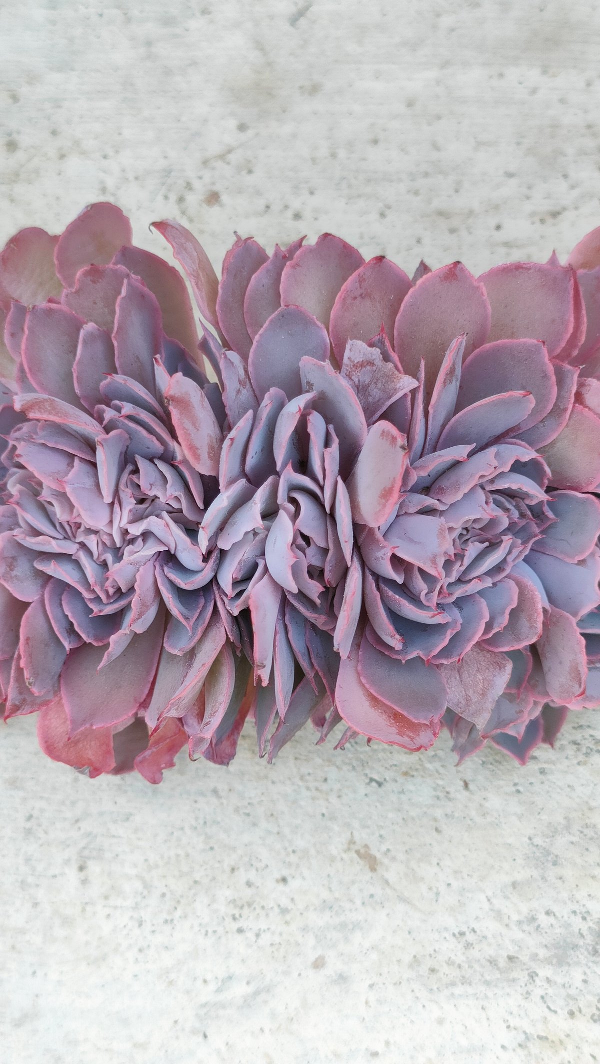 訳あり特価品◎フィレンツェ◎多肉植物 カット苗 韓国苗 エケベリア等 フィレンツェ綴化 エケベリア カット苗 | 多肉植物カット苗の通販