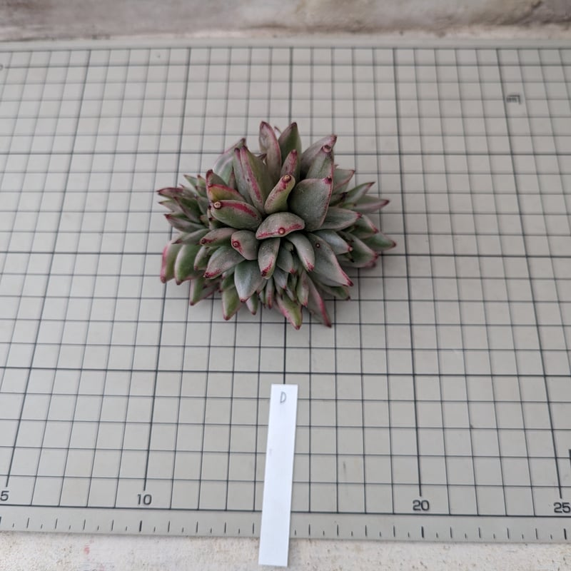 アイクソウル錦 綴化 エケベリア カット苗 | 多肉植物カット苗の通販