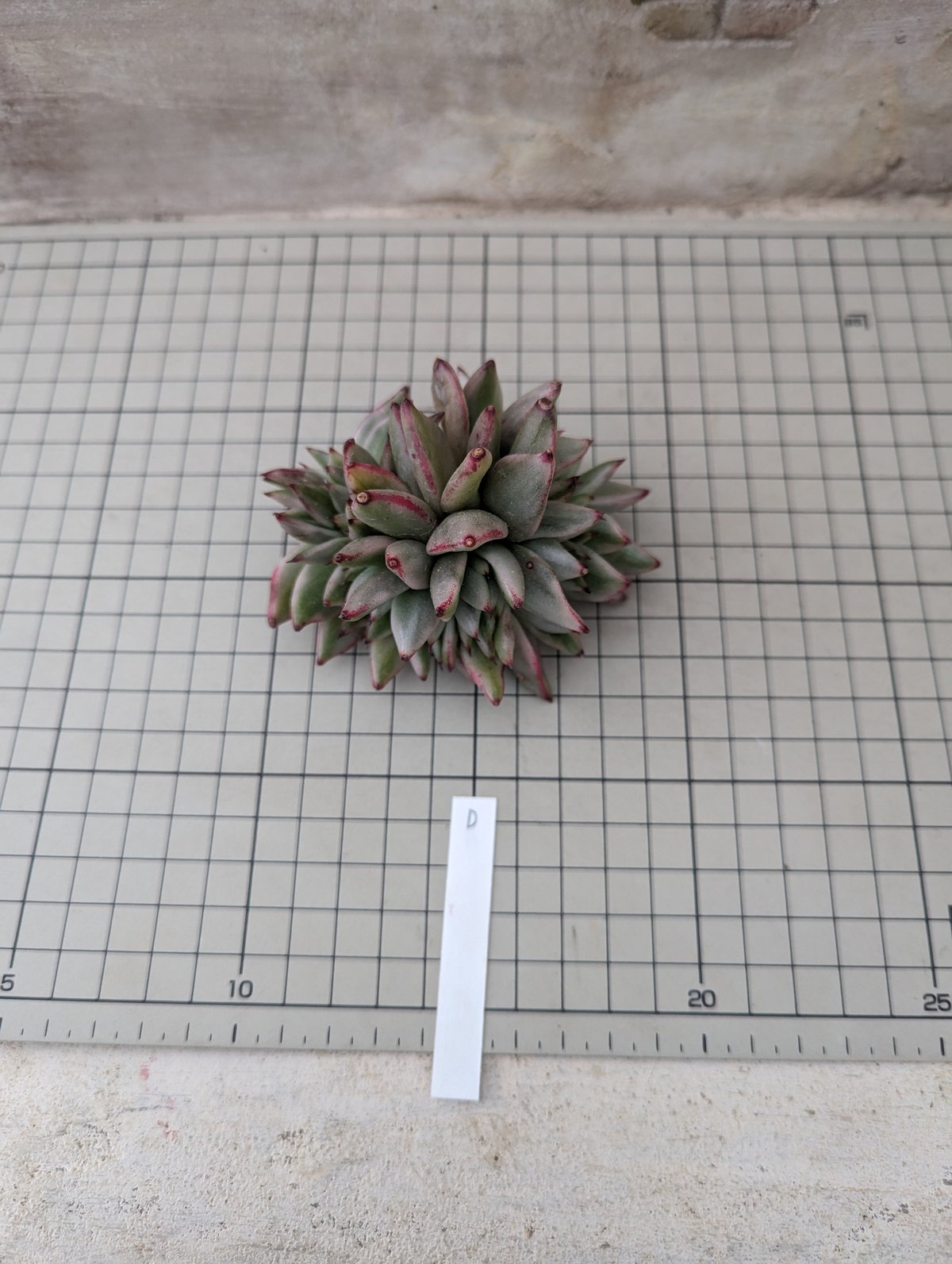 お纏め　多肉植物　覆輪❁︎ジョアンダニエル錦　カット らぴ様専用 多肉植物 ❁︎ジョアンダニエル錦 【公式通販】