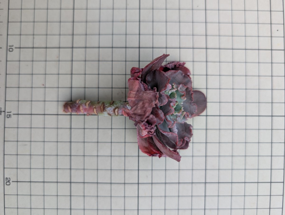 スピードバンプ◎多肉植物 カット苗 韓国苗 エケベリア等 スピード