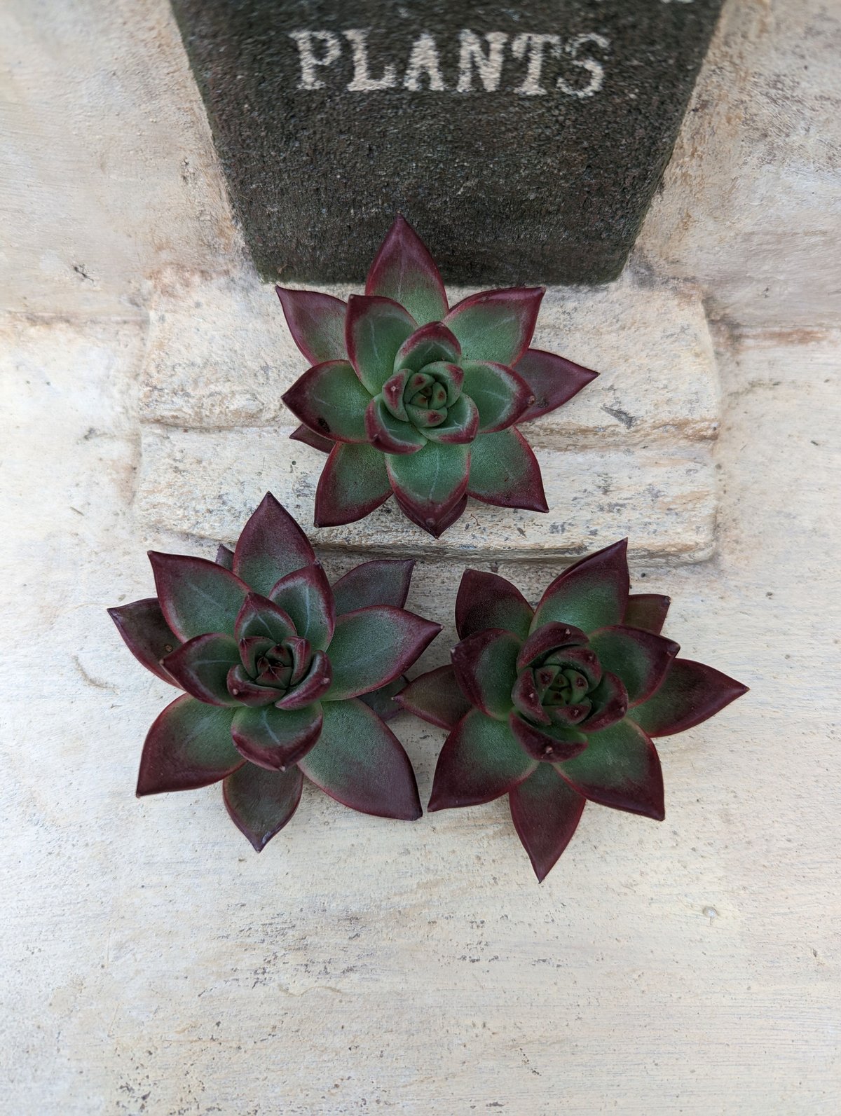 ロカ エケベリア カット苗 | 多肉植物カット苗の通販 | エケベリア