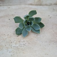 レモンアンドライム錦綴化 エケベリア カット苗 | 多肉植物カット苗の