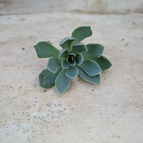 商品一覧 | 多肉植物カット苗の通販 | エケベリア(韓国苗)多肉植物専門