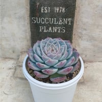 スプリングワンダー×ロッティ セダム 抜き苗 | 多肉植物カット苗の通販