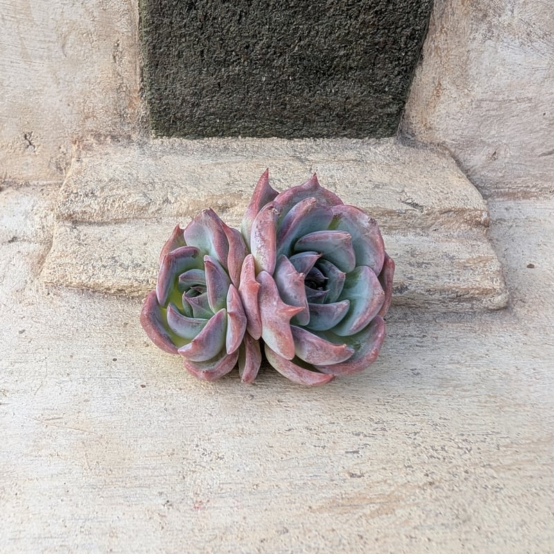 テイロサ エケベリア カット苗 | 多肉植物カット苗の通販 | エケベリア