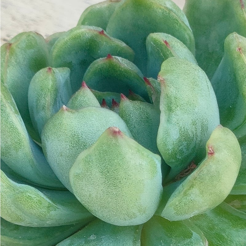 アイスエイジ錦 エケベリア カット苗 | 多肉植物カット苗の通販