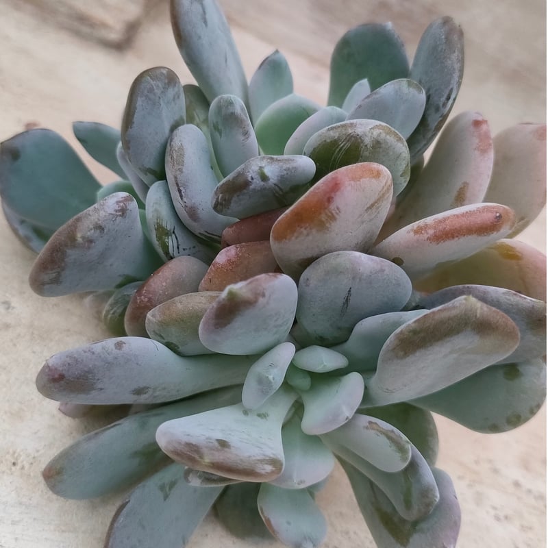 シンデレラ パキフィツム カット苗 | 多肉植物カット苗の通販