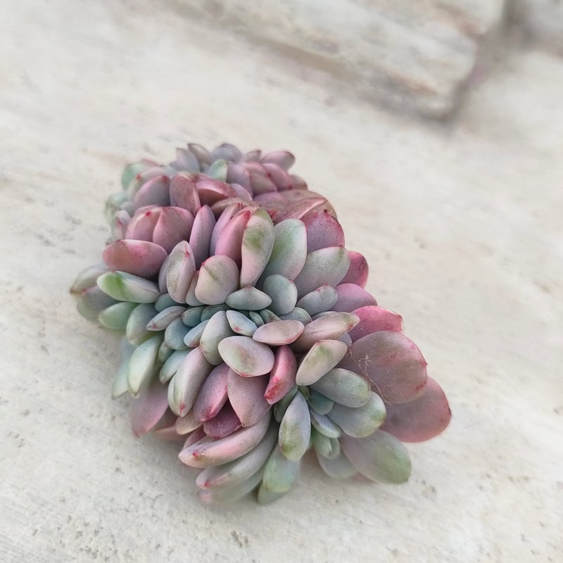 レモンアンドライム錦綴化 エケベリア カット苗 | 多肉植物カット苗の