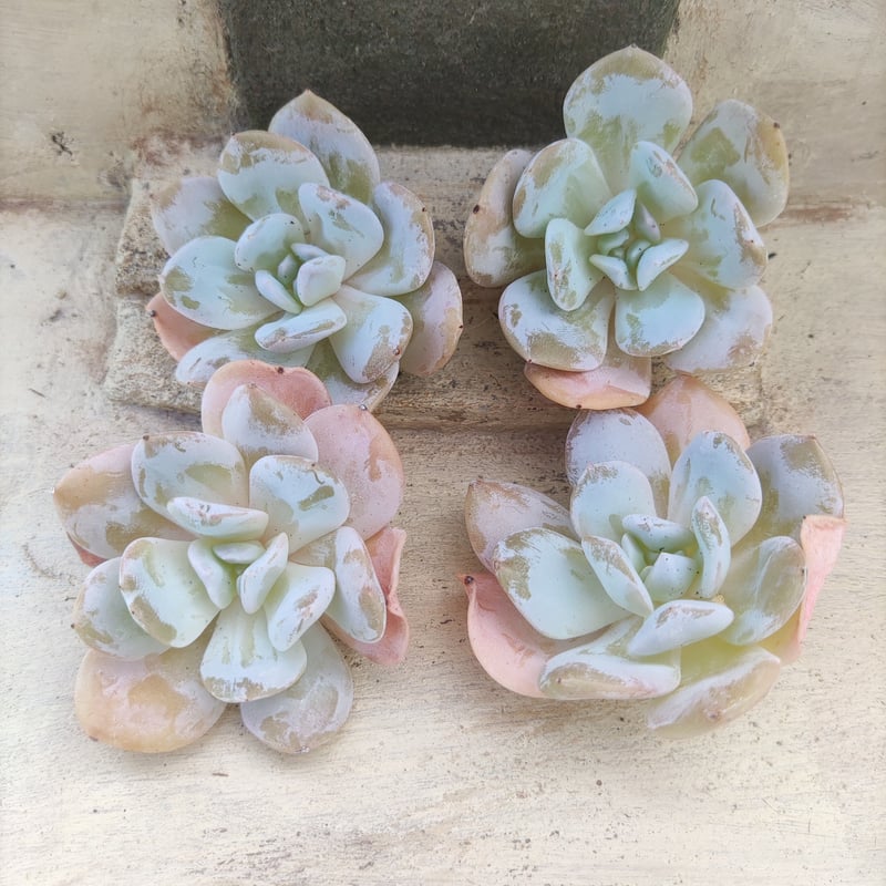 スノープリンセス エケベリア カット苗 | 多肉植物カット苗の通販 