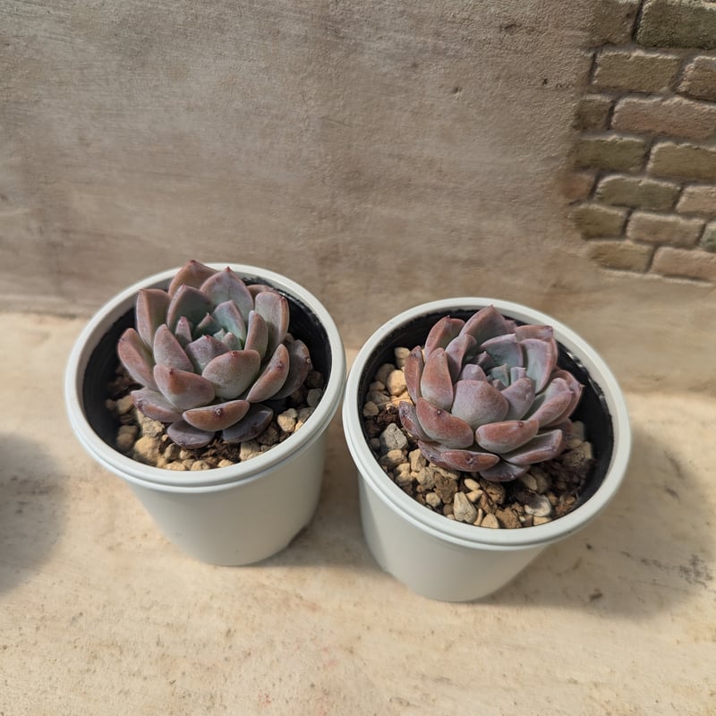 エリークイーン エケベリア 抜き苗 | 多肉植物カット苗の通販