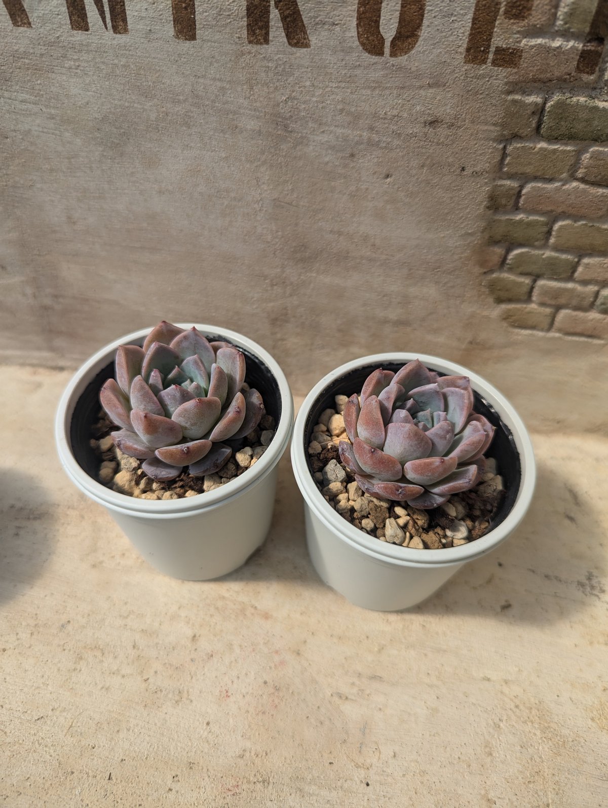 エリークイーン エケベリア 抜き苗 | 多肉植物カット苗の通販