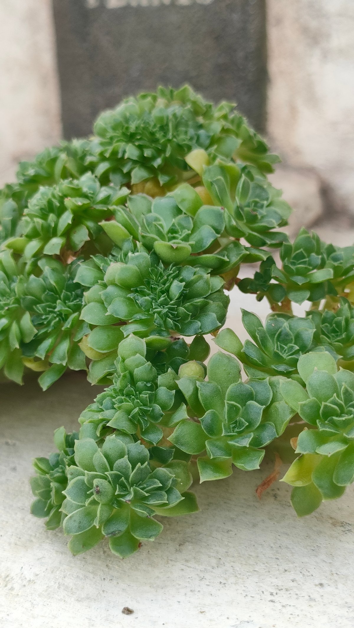ロンギシマ綴化 エケベリア カット苗 | 多肉植物カット苗の通販