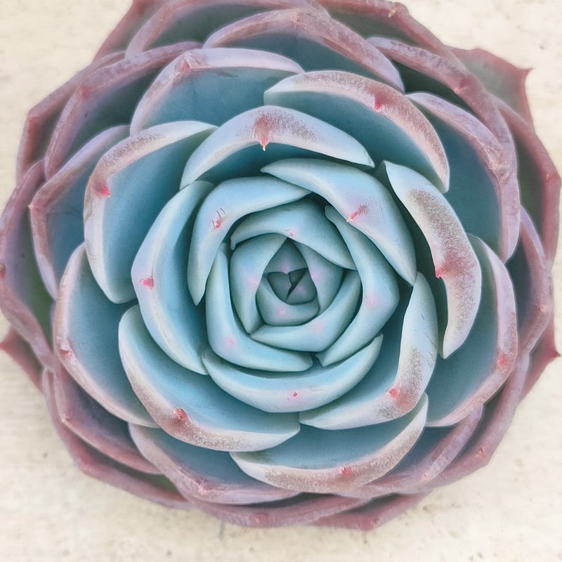 クドヒナ エケベリア カット苗 | 多肉植物カット苗の通販 | エケベリア