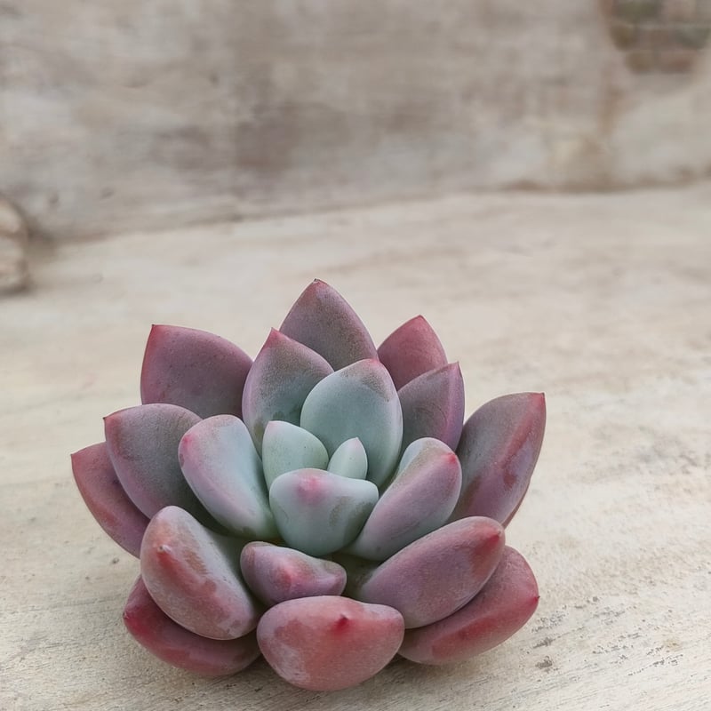 ぴ*け様 B1688-5　キュートバブル　20株　抜き苗　多肉植物 エケベリア ぴ*け様 B1688-5 キュートバブル 20株 抜き苗 多肉植物