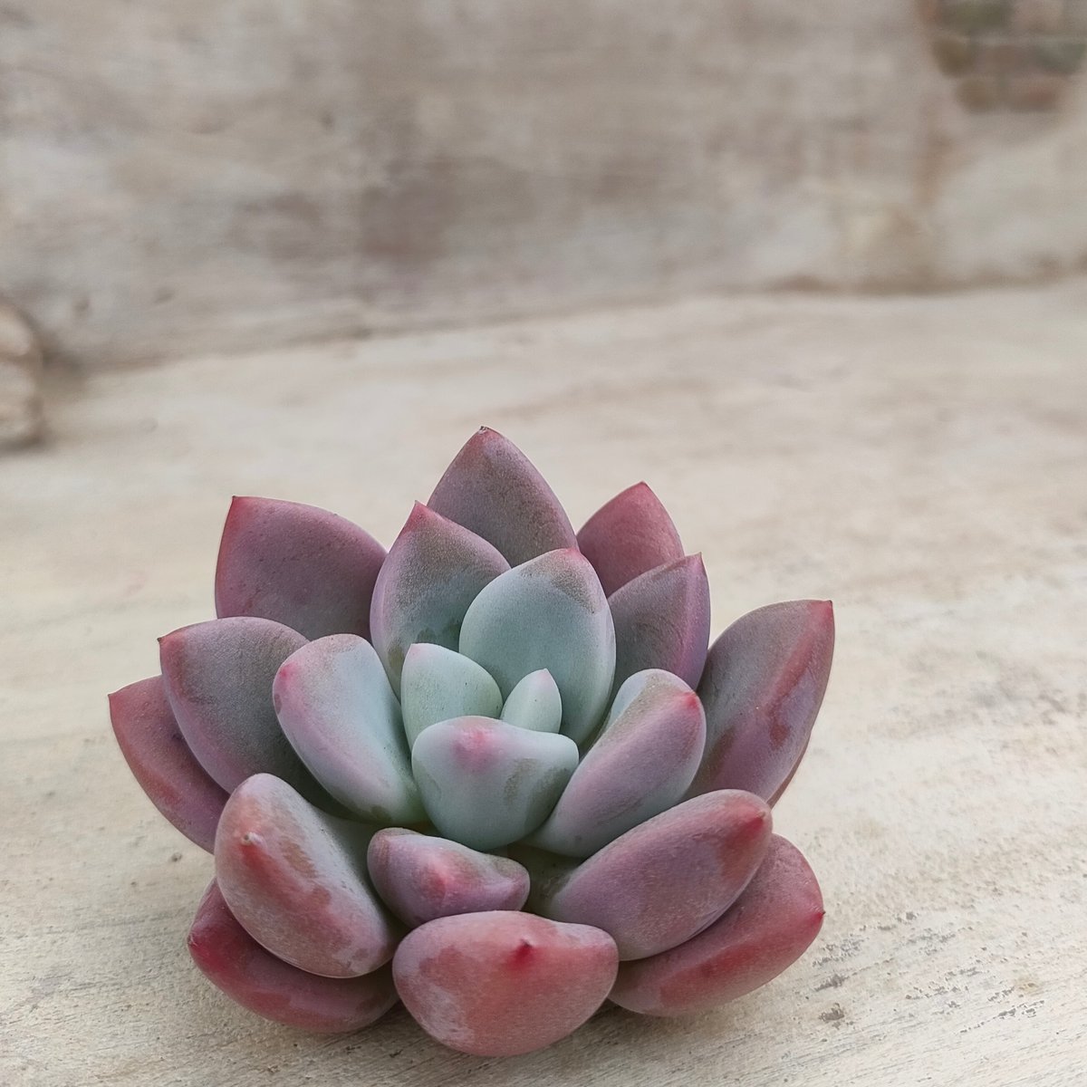 ストロベリーバブル◎多肉植物 カット苗 韓国苗 エケベリア等 fit=scale-down,w=1200