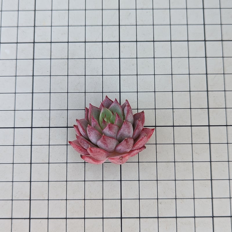 フランスアンナ エケベリア カット苗 | 多肉植物カット苗の通販