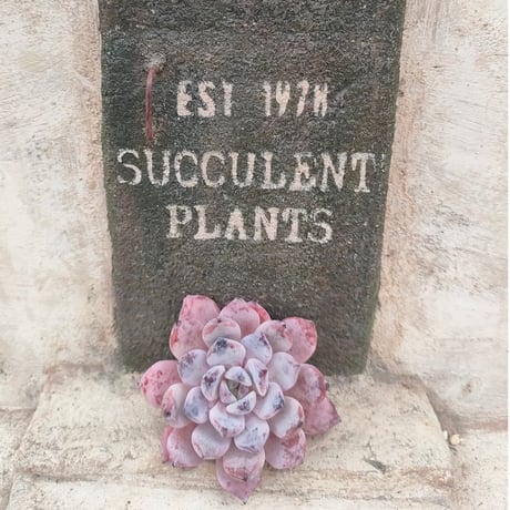 商品一覧 | 多肉植物カット苗の通販 | エケベリア(韓国苗)多肉植物専門