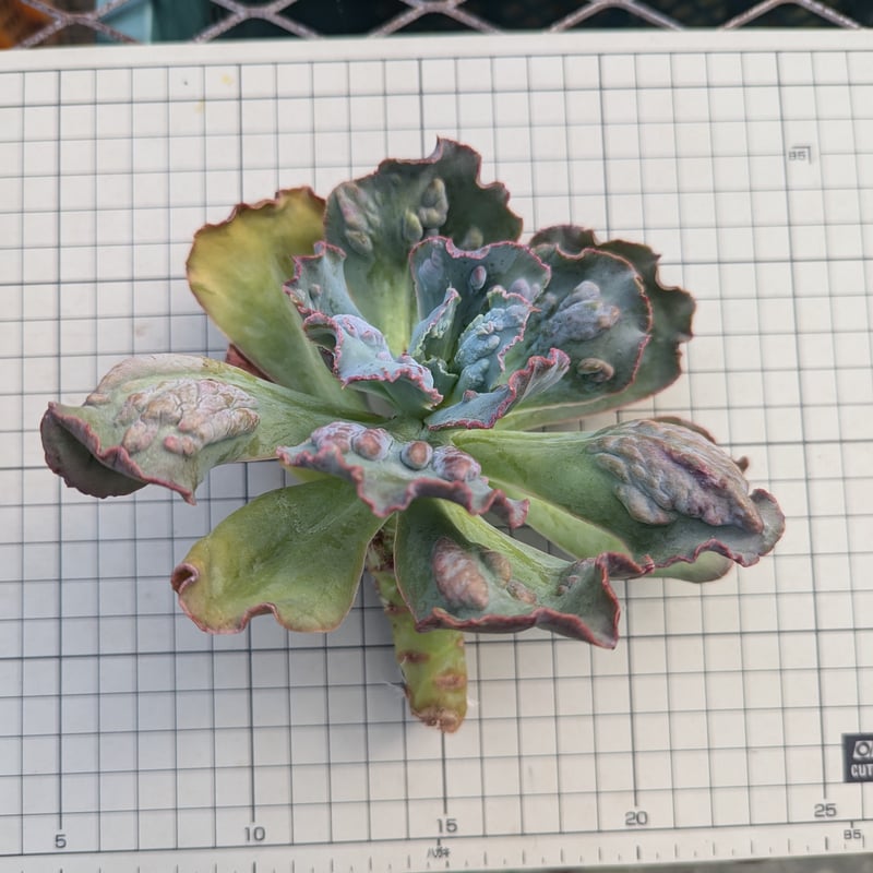 カーニバル エケベリア カット苗 | 多肉植物カット苗の通販
