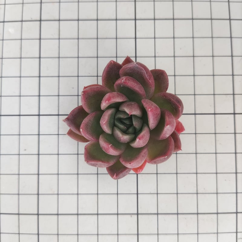 カリスト エケベリア カット苗 | 多肉植物カット苗の通販 | エケベリア 