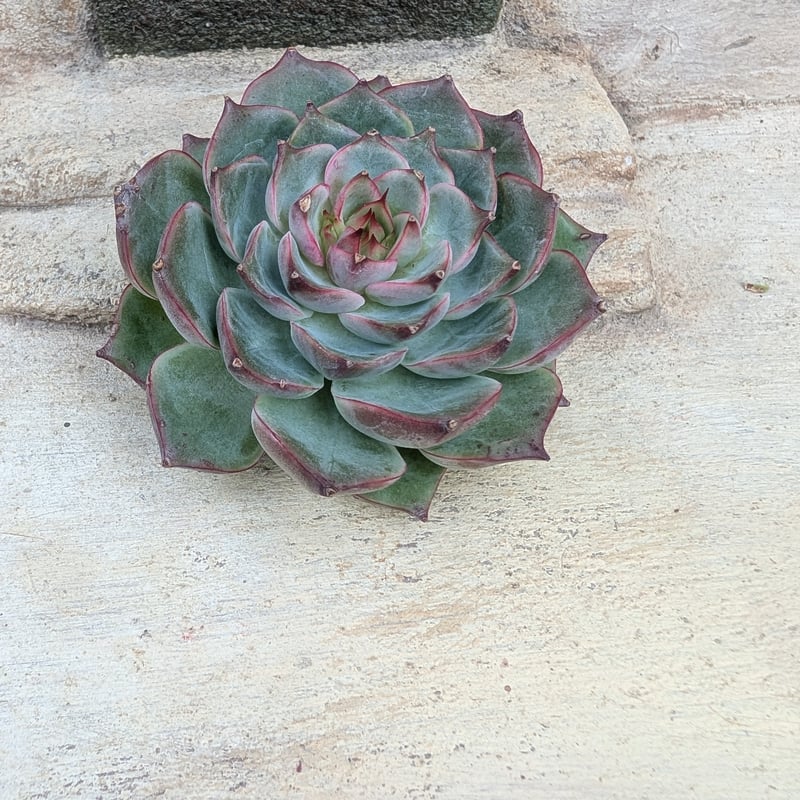 多肉植物 韓国苗 エケベリア チュプス カカオチップス エケベリア カット苗 | 多肉植物カット苗の通販