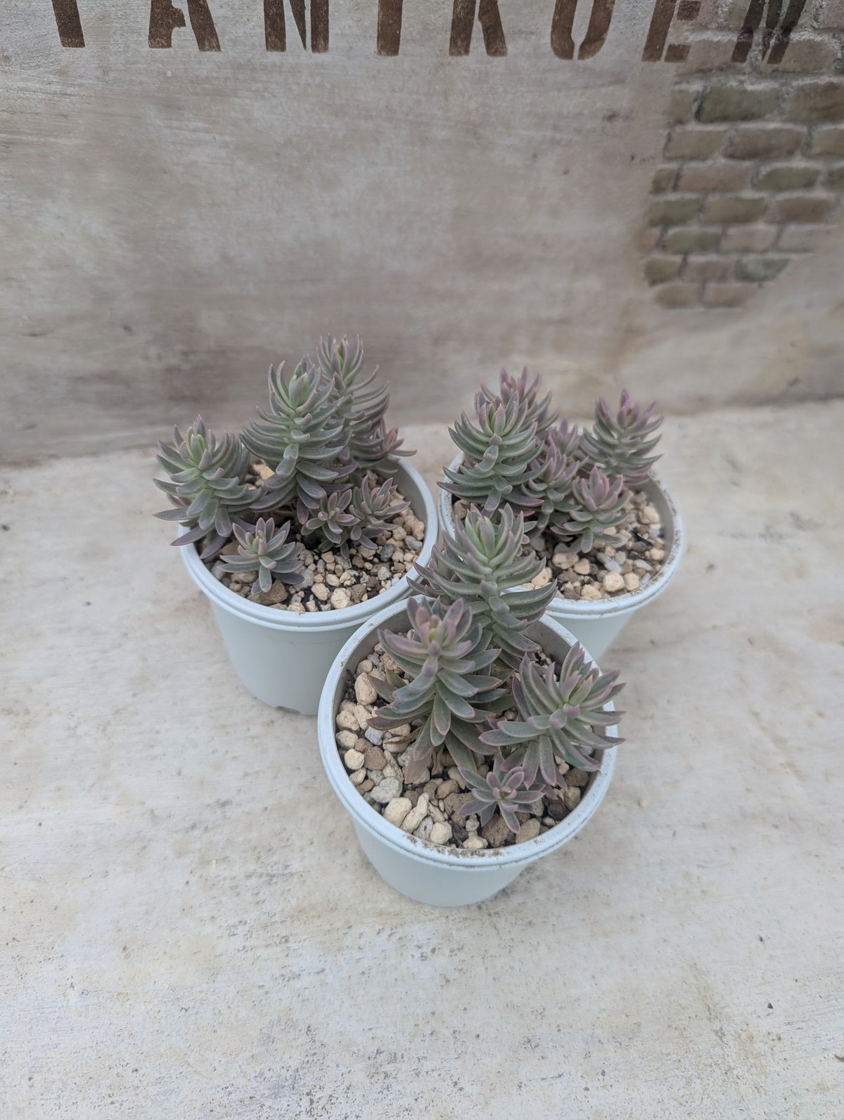 多肉植物　メタルプリム錦　抜き苗 fit=scale-down,w=1200