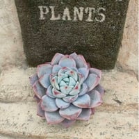 スノーフィールド エケベリア カット苗 | 多肉植物カット苗の