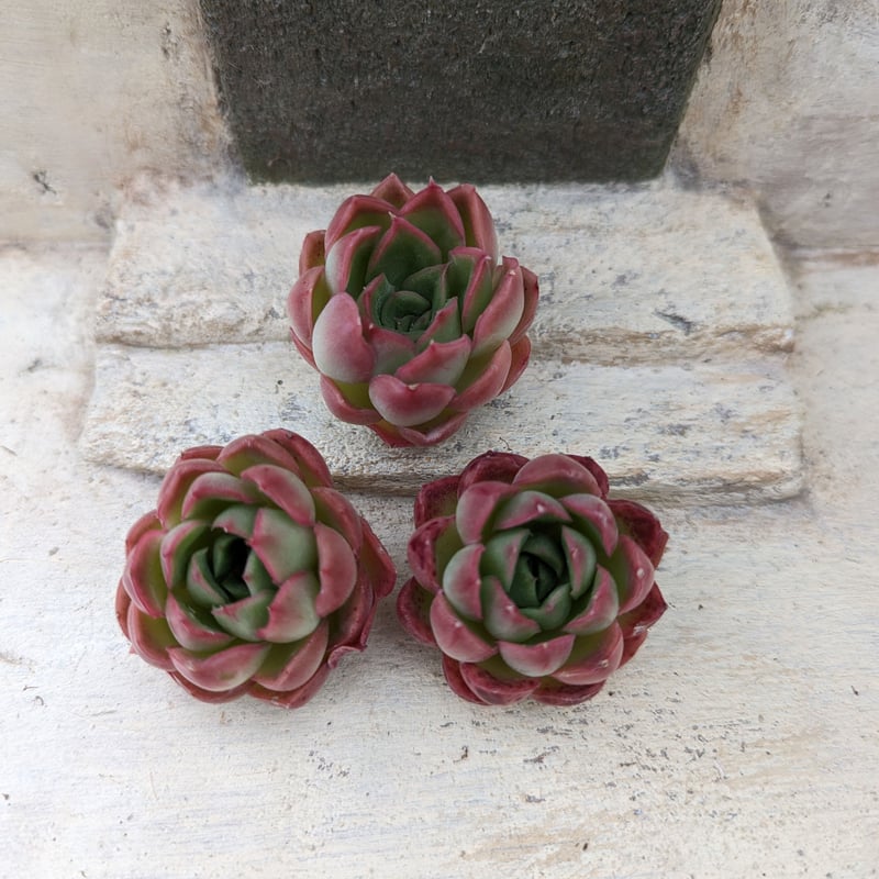 一時中止中☆　多肉植物　エケベリア　ピンクムーンライト　大きめサイズ　カット苗 中止中☆ 多肉植物 エケベリア ピンクムーンライト 大きめサイズ