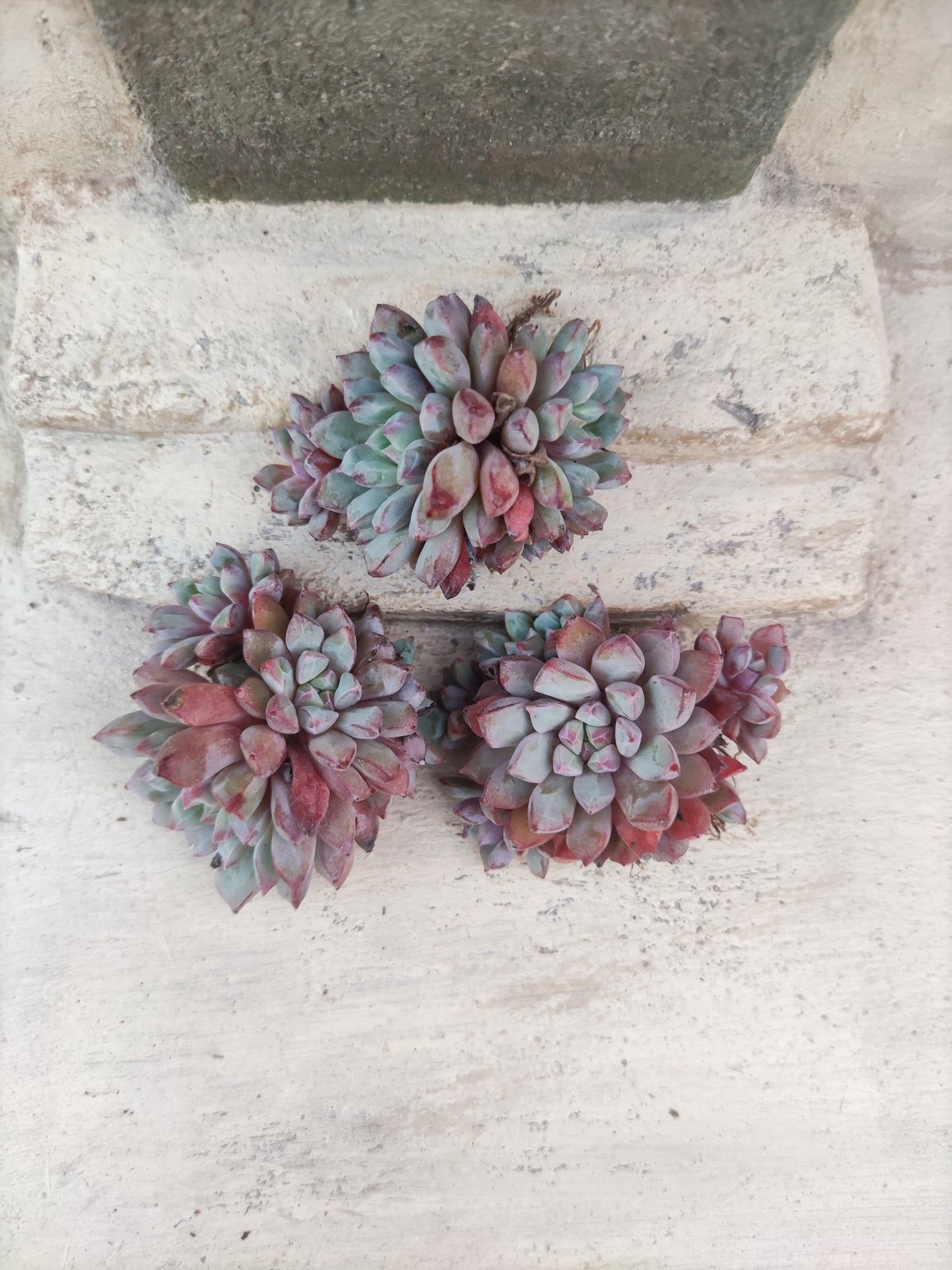 サブコリンボサ ラウ030 エケベリア カット苗 群生 | 多肉植物