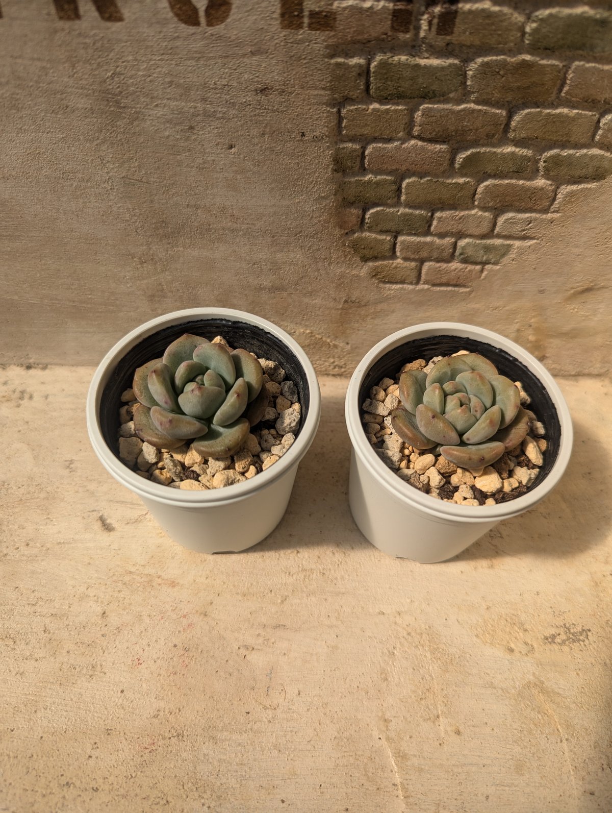 アリエル錦①】 多肉植物 エケベリア 韓国苗 美苗 写真現品