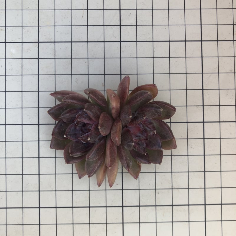 アールグレイ◎多肉植物 カット苗 韓国苗 エケベリア等 2395565983.jpg?1731201118