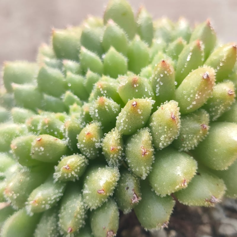 キャロル綴化 エケベリア 抜き苗 | 多肉植物カット苗の通販