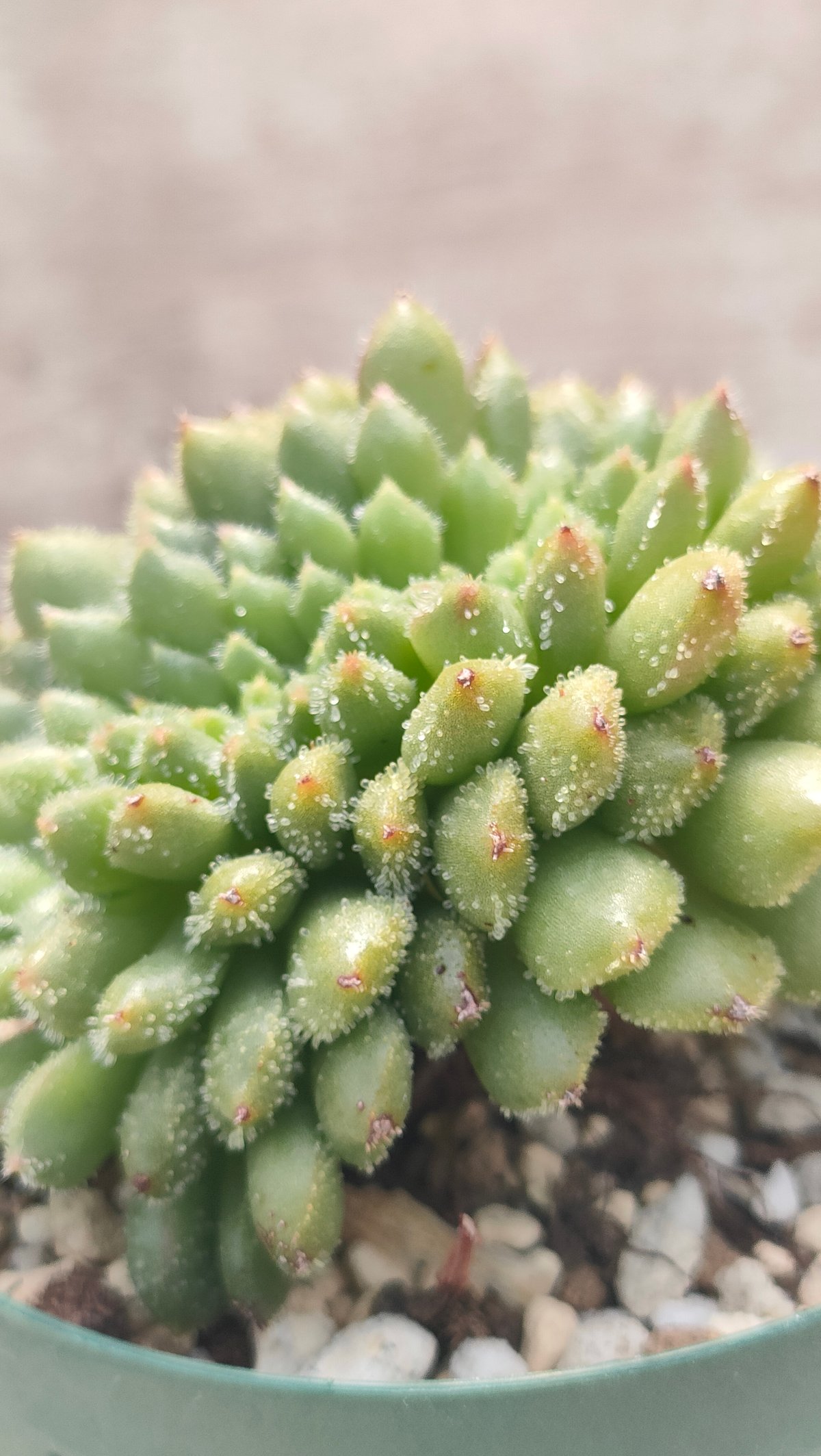 Top【選抜株】多肉植物　19704キャロル綴化 36個　鉢無し/脱土 キャロル綴化 エケベリア 抜き苗 | 多肉植物カット苗の通販