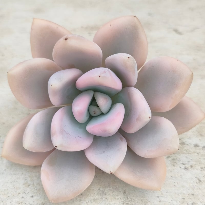 オパリナ錦 グラプトベリア カット苗 | 多肉植物カット苗の通販
