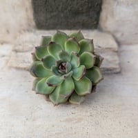 多肉植物　レア　アニー　韓国苗 多肉植物 レア アニー 韓国苗