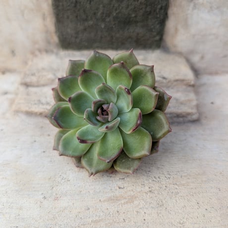 多肉植物カット苗の通販 | エケベリア(韓国苗)多肉植物専門店 多肉植物カット苗の通販 | エケベリア(韓国苗)多肉植物専門店