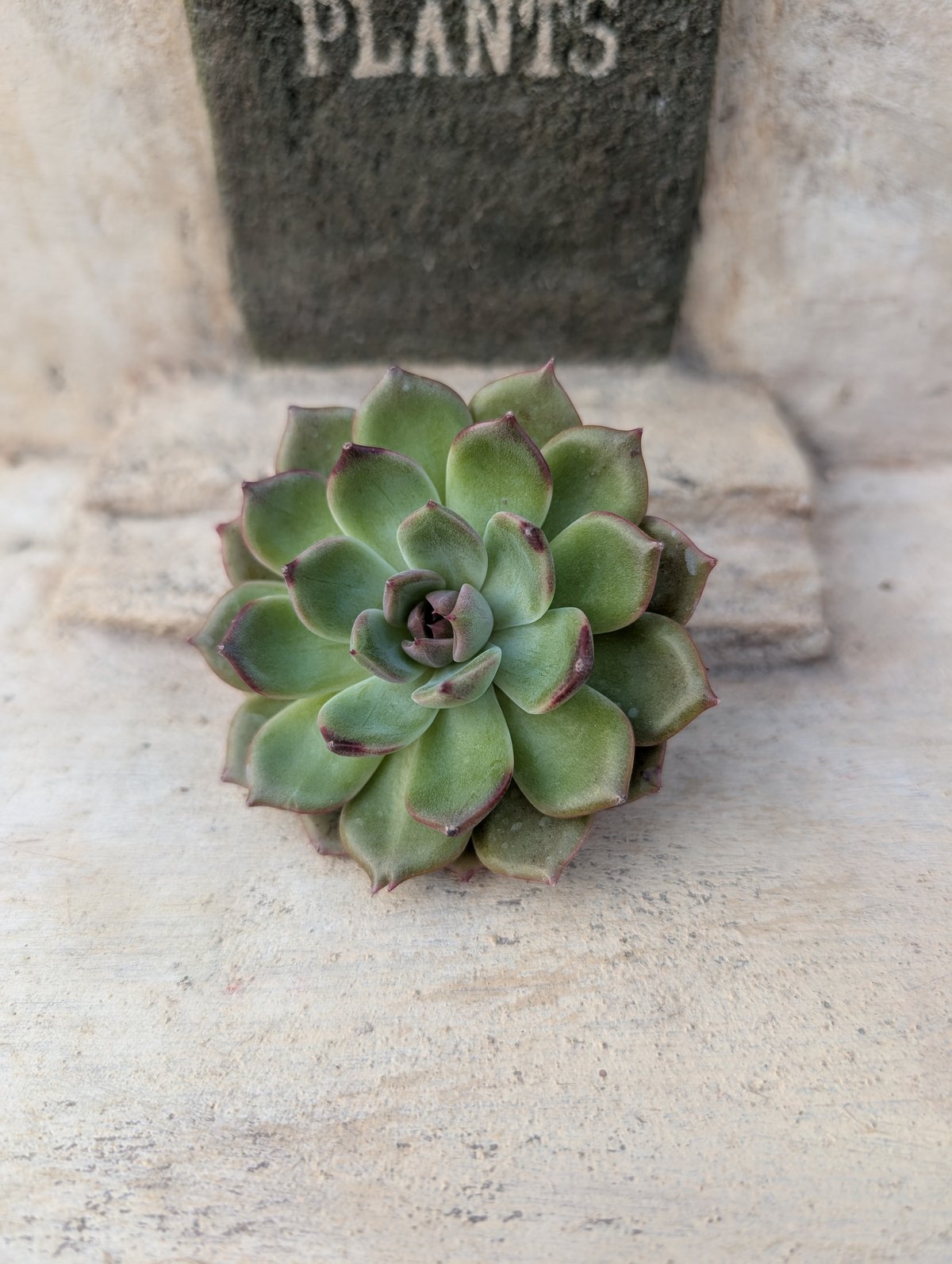 ブラックアイズ エケベリア カット苗 | 多肉植物カット苗の通販