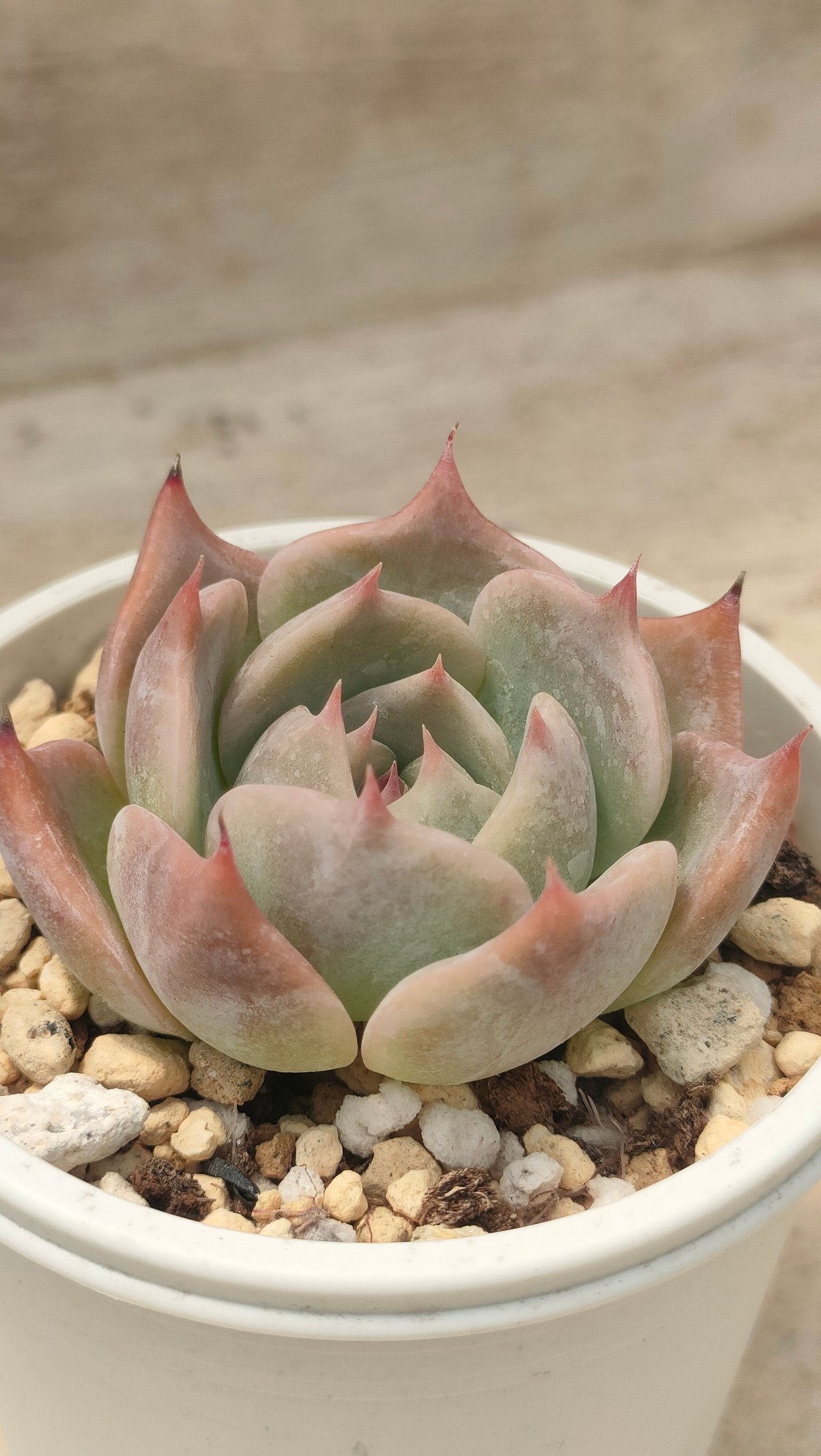 テイロサ エケベリア | 多肉植物カット苗の通販 | エケベリア(韓国苗