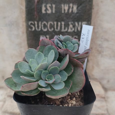 9月から販売再開 カットしたので少し小苗ラムズイヤー　根付き　抜き苗　3本セット 9月から販売再開 カットしたので少し小苗ラムズイヤー 根付き