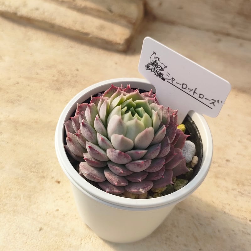 シャーロットローズ エケベリア | 多肉植物カット苗の通販