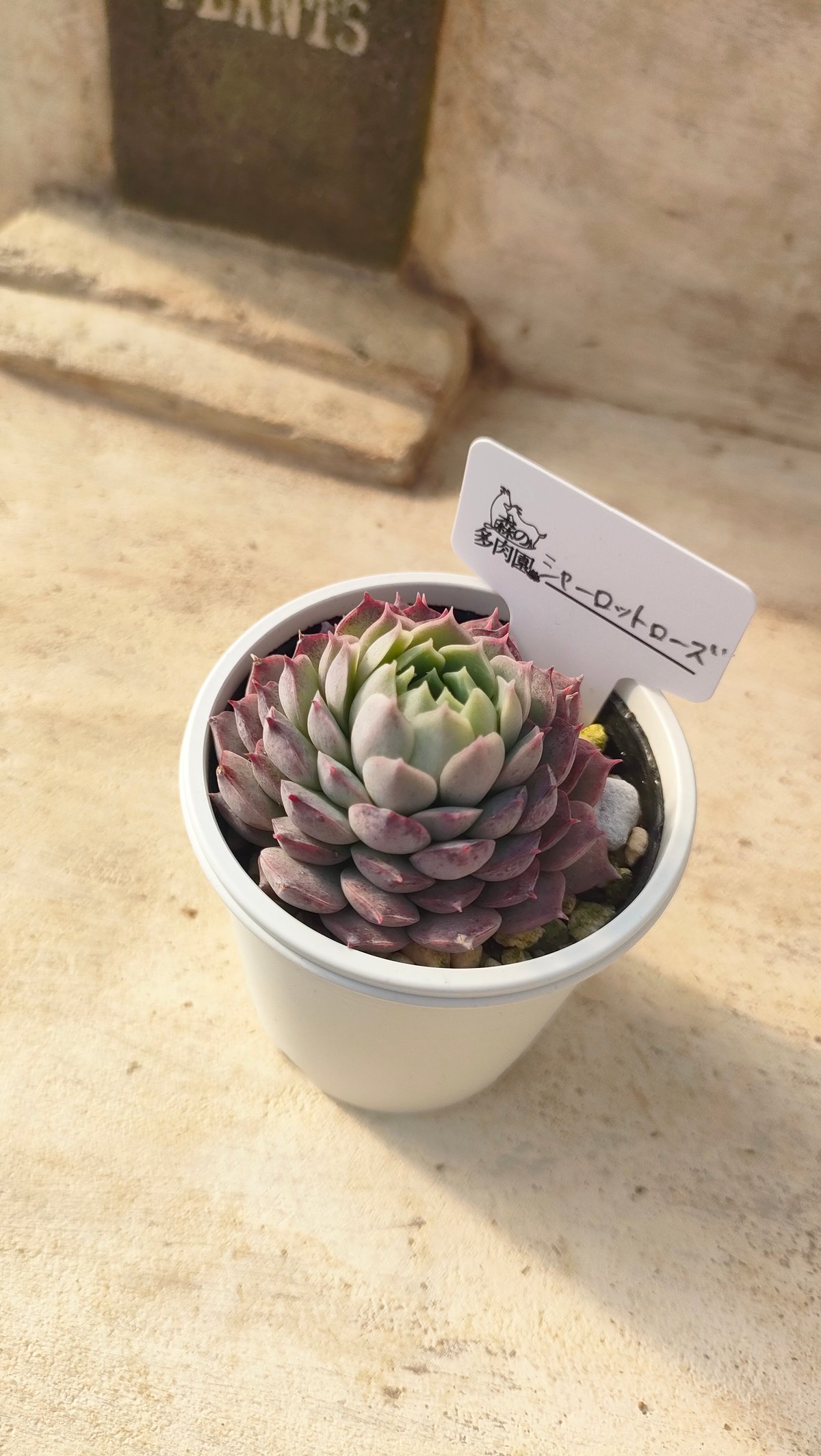 多肉植物 エケベリア カット苗 6苗セット シャーロットローズ等 シャーロットローズ エケベリア | 多肉植物カット苗の通販