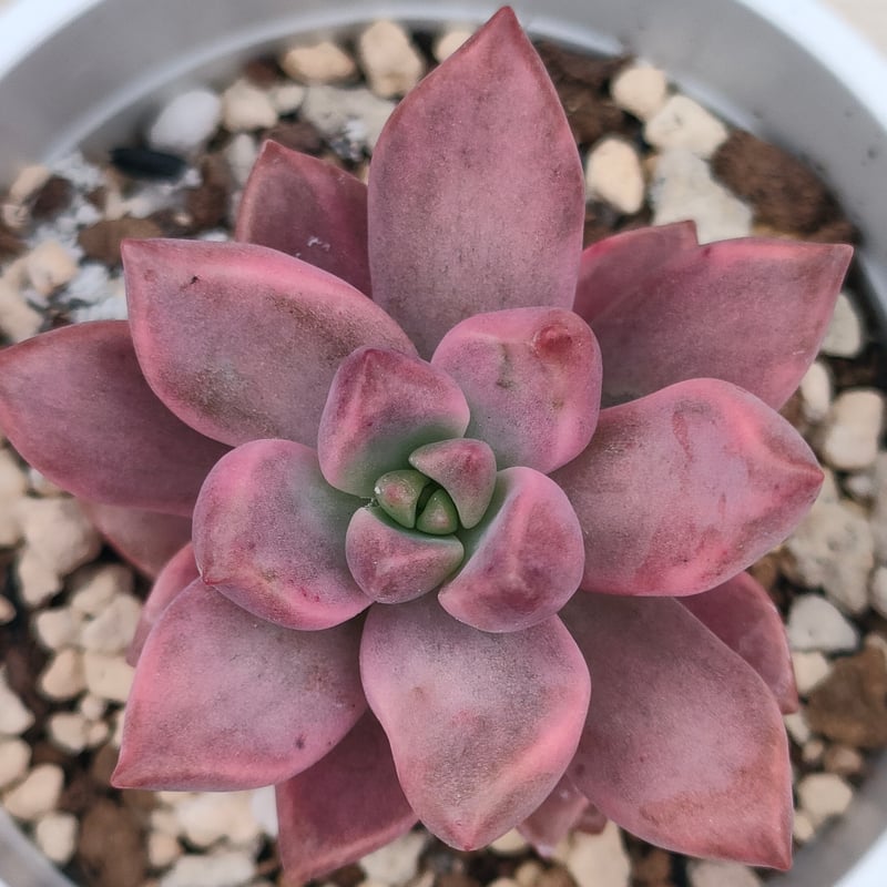 ピーチ姫 （ブロンズ姫錦）グラプトペタルム 抜き苗 | 多肉植物カット