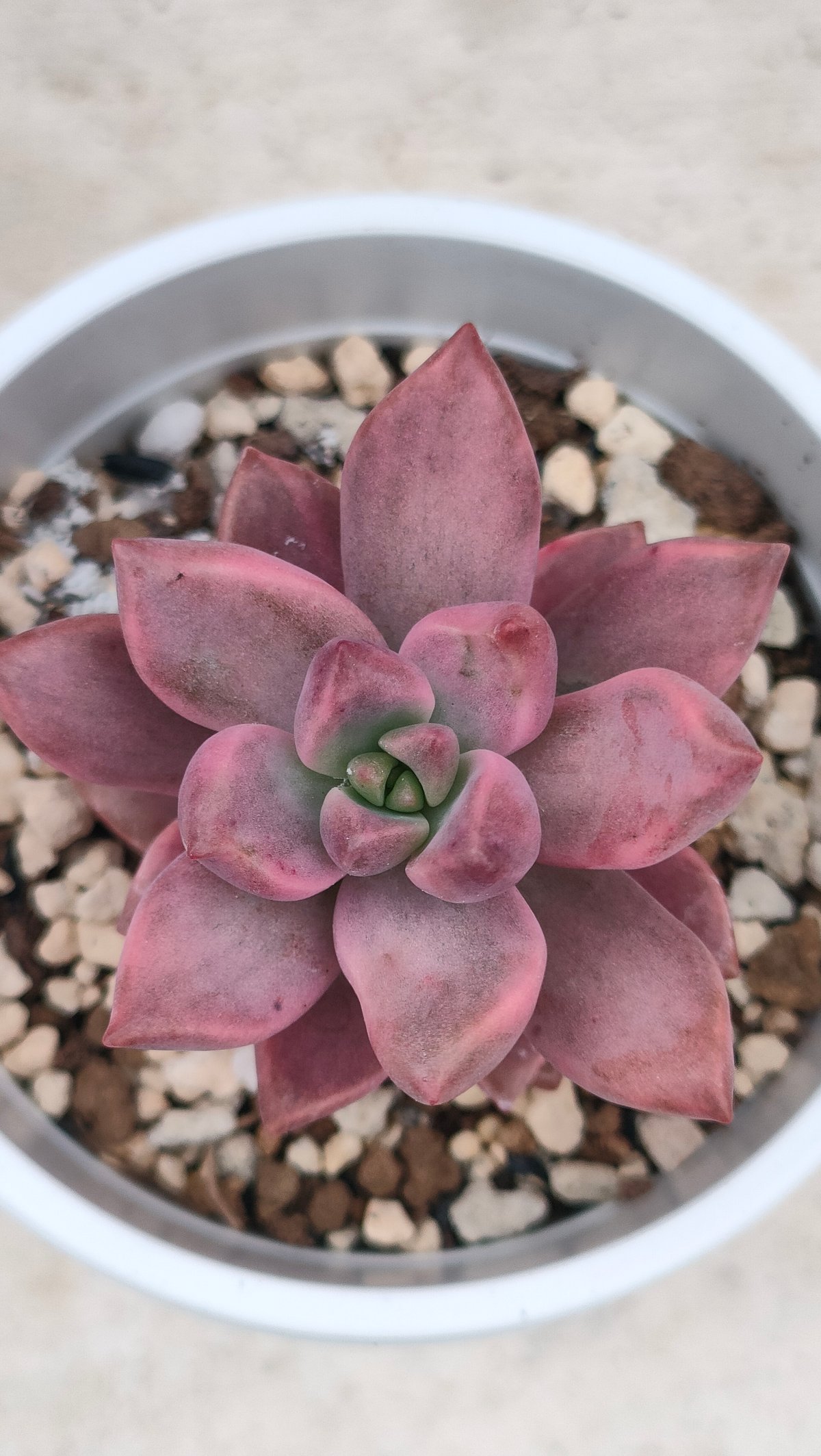 ピーチ姫 （ブロンズ姫錦）グラプトペタルム 抜き苗 | 多肉植物カット