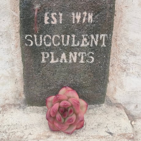 商品一覧 | 多肉植物カット苗の通販 | エケベリア(韓国苗)多肉植物専門