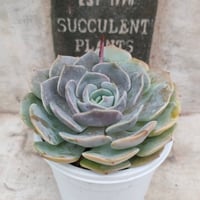 ピンクネーション エケベリア カット苗 | 多肉植物カット苗の通販