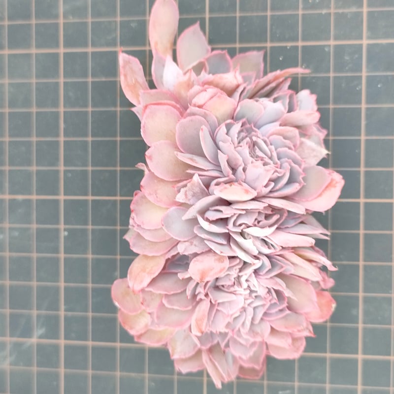 訳あり特価品◎フィレンツェ◎多肉植物 カット苗 韓国苗 エケベリア等 フィレンツェ綴化 エケベリア カット苗 | 多肉植物カット苗の通販