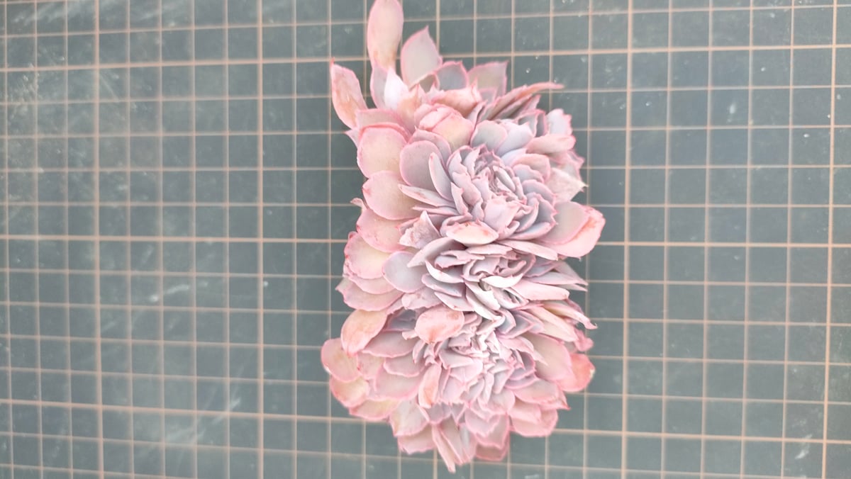 フィレンツェ綴化 エケベリア カット苗 | 多肉植物カット苗の通販