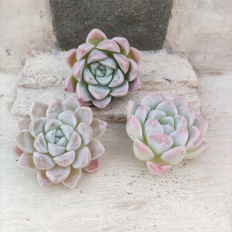 クリームビューティー エケベリア カット苗 | 多肉植物カット苗の通販